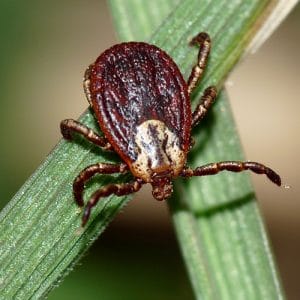 capusa-marginatus