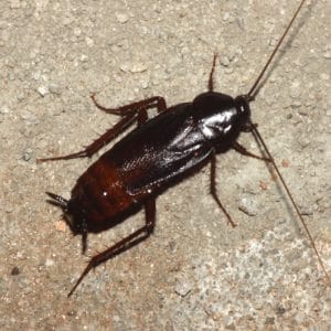 gandacul-negru-bucatarie
