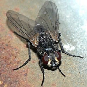 musca