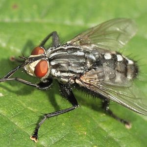 musca de carne