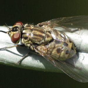 musca de grajd