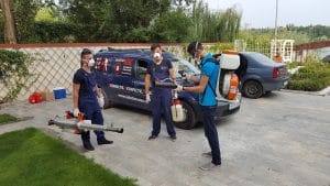 servicii dezinsectie 12