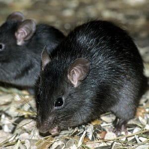 sobolanul-negru-de-casa