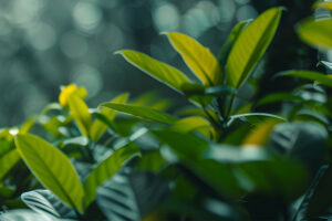 page header bg